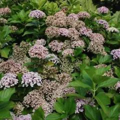 HYDRANGEA macrophylla 'Ayesha' - Hortensia