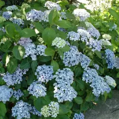 HYDRANGEA macrophylla 'Ayesha' - Hortensia