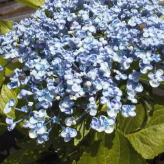 HYDRANGEA macrophylla 'Ayesha' - Hortensia