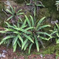 BLECHNUM penna-marina - Fougère