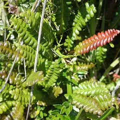 BLECHNUM penna-marina - Fougère