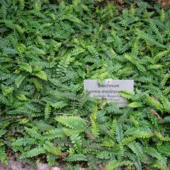 BLECHNUM penna-marina - Fougère