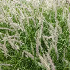 PENNISETUM orientale 'Tall Tails' - Graminée, Herbe aux écouvillons