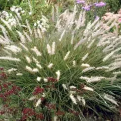 PENNISETUM orientale 'Tall Tails' - Graminée, Herbe aux écouvillons