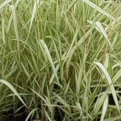 PHALARIS arundinacea 'Feesey' - Ruban de Vierge