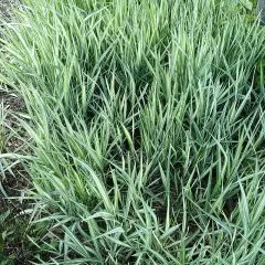 PHALARIS arundinacea 'Feesey' - Ruban de Vierge