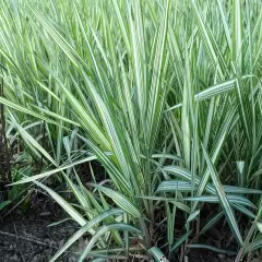 PHALARIS arundinacea 'Feesey' - Ruban de Vierge