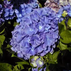 HYDRANGEA macrophylla 'Benelux' - Hortensia