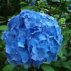 HYDRANGEA macrophylla 'Benelux' - Hortensia