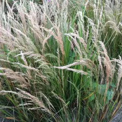 STIPA calamagrostis - Stipe argenté