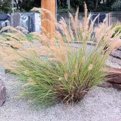 STIPA calamagrostis - Stipe argenté