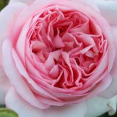 ROSIER TIGE Grande fleur 'BOBINO' ® Tan 04608