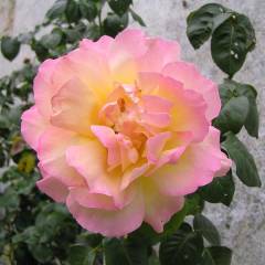 ROSIER TIGE Grande fleur 'MME A. MEILLAND'