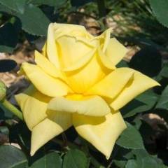 ROSIER TIGE Grande fleur 'GOLDEN FASHION' ® Nirpyelasif