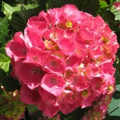 HYDRANGEA macrophylla 'Etincelant' - Hortensia