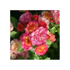 ROSIER Miniature petite tige 'PALATINO' ® Dictino