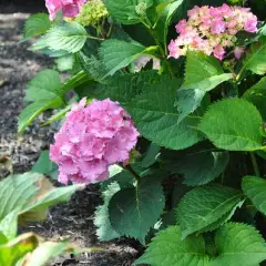 HYDRANGEA macrophylla 'Hambourg' - Hortensia