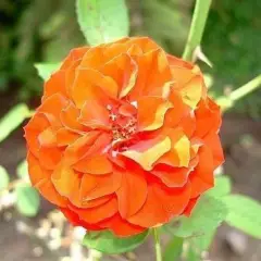 ROSIER Miniature petite tige 'ORANGE SYMPHONIE' ® Meininrut