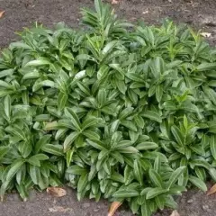 PRUNUS laurocerasus 'Mount Vernon'