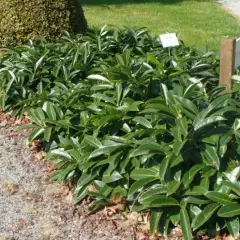 PRUNUS laurocerasus 'Mount Vernon' - Laurier cerise nain