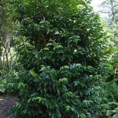 PRUNUS lusitanica 'Angustifolia' - Laurier du Portugal, plante de haie