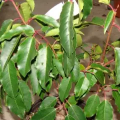 PRUNUS lusitanica 'Angustifolia' - Laurier du Portugal, plante de haie