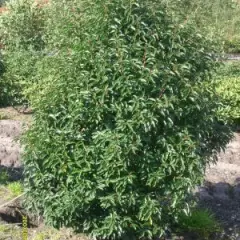 PRUNUS lusitanica 'Angustifolia' - Laurier du Portugal