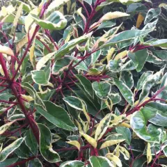 PRUNUS lusitanica 'Variegata' - Laurier du Portugal panaché, plante de haie