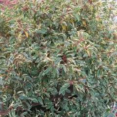 PRUNUS lusitanica 'Variegata' - Laurier du Portugal panaché, plante de haie