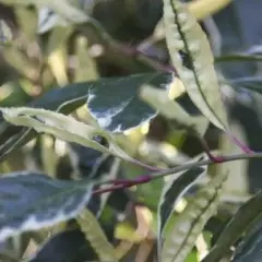 PRUNUS lusitanica 'Variegata' - Laurier du Portugal panaché, plante de haie