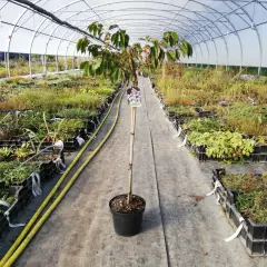 PRUNUS subhirtella 'Autumnalis Rosea'
