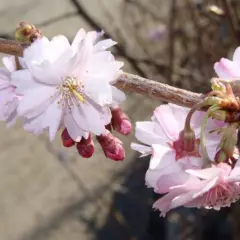 PRUNUS subhirtella 'Autumnalis Rosea' - Cerisier à fleurs