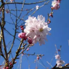 PRUNUS subhirtella 'Autumnalis Rosea' - Cerisier à fleurs