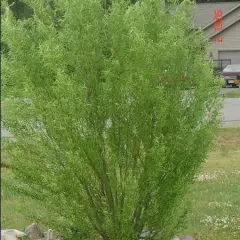 SALIX Babylonica 'Tortuosa' - Saule torteux