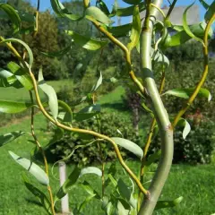 SALIX Babylonica 'Tortuosa' - Saule torteux