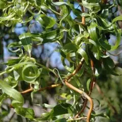 SALIX Babylonica 'Tortuosa' - Saule torteux