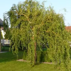 SALIX Babylonica 'Tortuosa' - Saule torteux