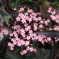 SAMBUCUS nigra 'Black Beauty'® - Sureau noir 'Black Beauty'®