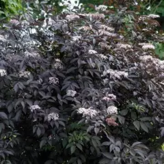 SAMBUCUS nigra 'Black Beauty'® - Sureau noir 'Black Beauty'®