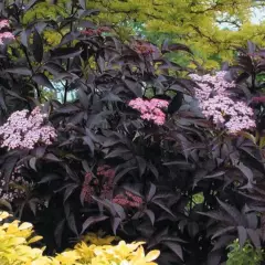 SAMBUCUS nigra 'Black Beauty'® - Sureau noir 'Black Beauty'®