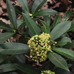 SKIMMIA confusa 'Kew Green'