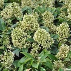 SKIMMIA confusa 'Kew Green'