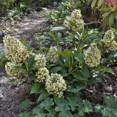 SKIMMIA confusa 'Kew Green'