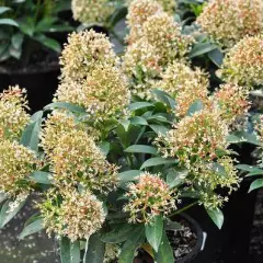 SKIMMIA japonica 'Godrie's Dwarf'