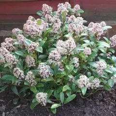 SKIMMIA japonica 'Godrie's Dwarf'