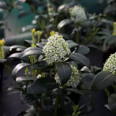 SKIMMIA japonica 'Kew White'