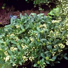 SKIMMIA japonica 'Kew White'