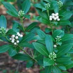 SKIMMIA japonica 'Kew White'