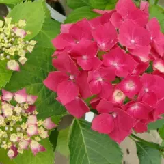 HYDRANGEA macrophylla 'Leuchtfeuer' - Hortensia