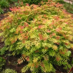 SORBARIA sorbifolia 'Sem'®